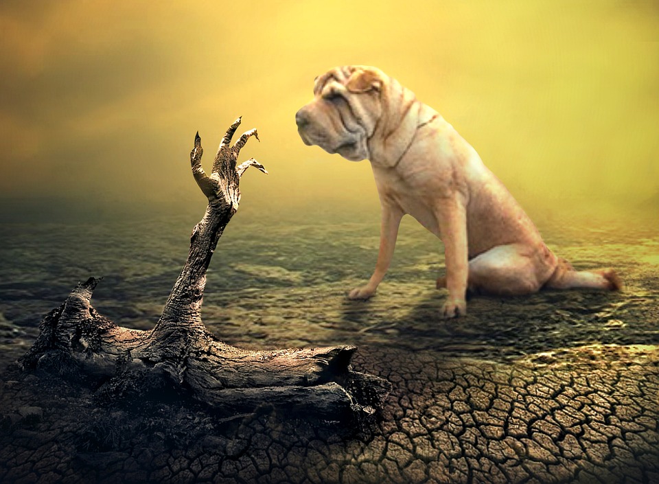 Schock in Utrecht: Schwere Explosion verletzt vier und zerstört Gebäude