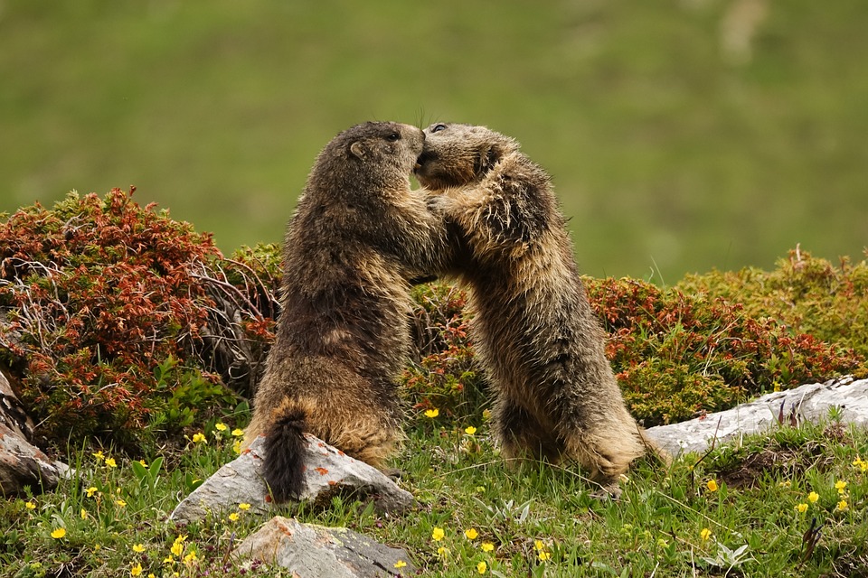 Sellner und die AfD: Kontroverser Vortrag über Remigration in Brandenburg