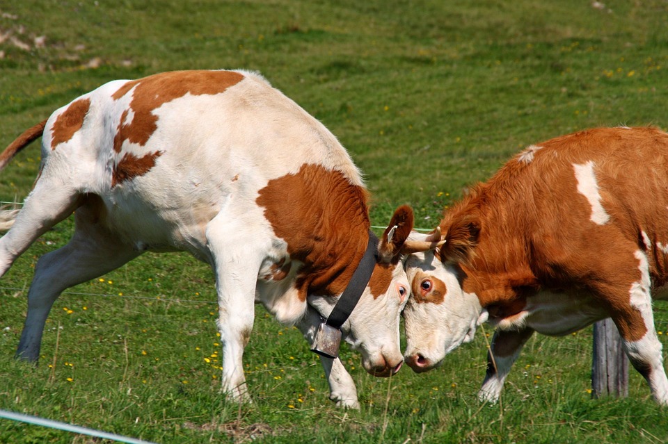 St. Pölten wählt: Kampf um die Mehrheit am 25. Januar entbrannt!