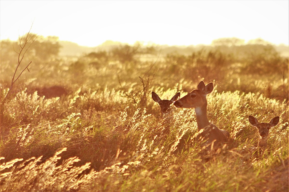 Streif-Rennen: Franzoni jagt Strobl-Rekord in Kitzbühel!