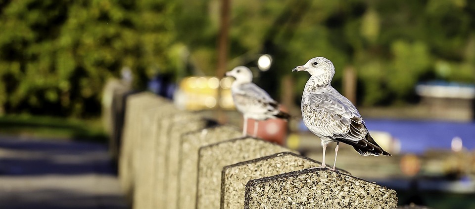 Tödlicher Einsatz in Minneapolis: Ermittlungen nach Schüssen auf Krankenpfleger!