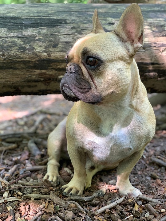 Tyson Fury feiert Comeback: Boxkampf gegen Makhmudov am 11. April!