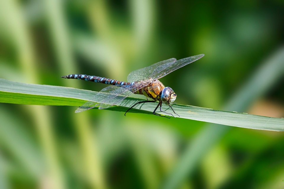 US-Gericht schützt 8.400 Migranten vor Aufenthaltsrechtsentzug!