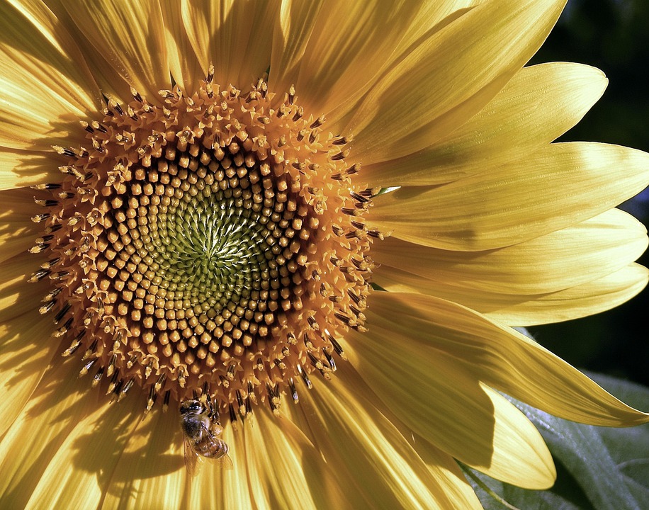 Vilach triumphiert in packender Overtime: 3:2 gegen Fehérvár!