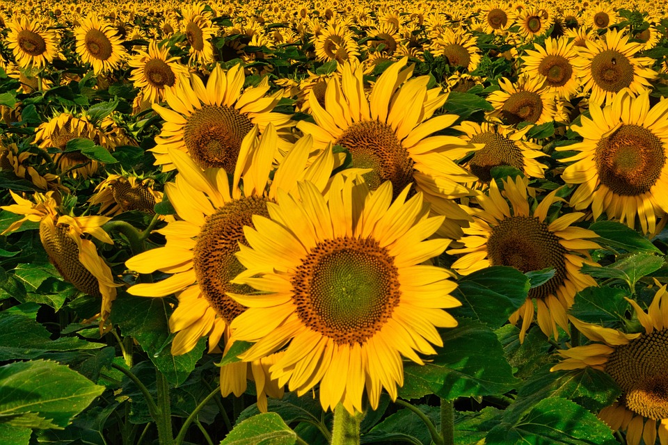 Wiener Lebensfreude: Schottisches Dorf „Dull“ erblüht im Januar!