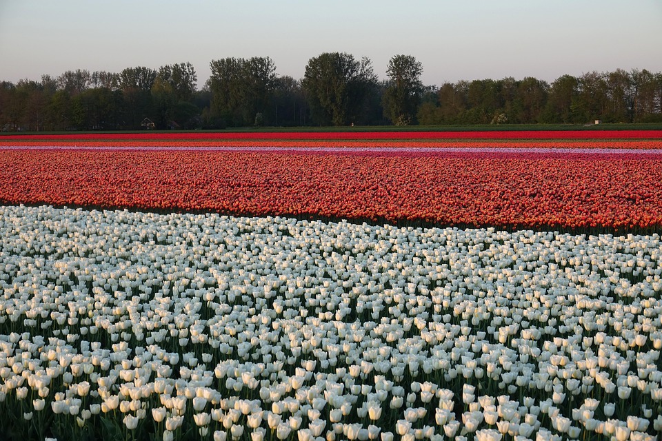Winterchaos in den Niederlanden: Zugverkehr lahmgelegt!