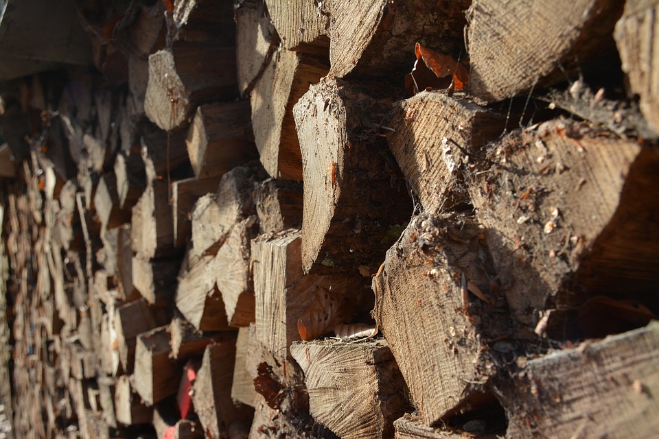 Winterspaziergänge in Wien: So schützen Sie Ihren Hund bei Frost und Schnee!