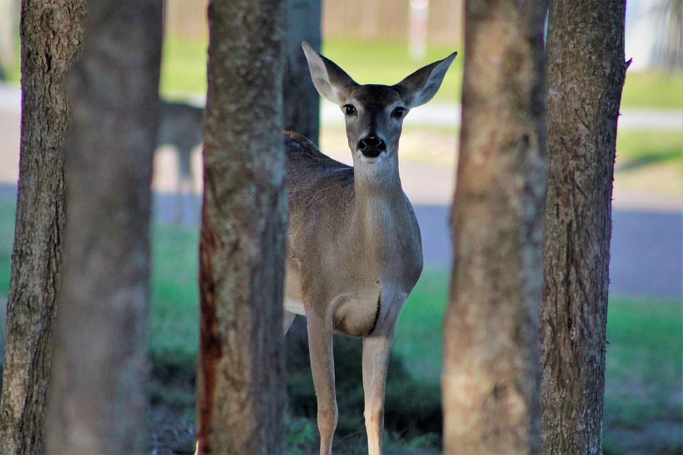 Zwei Einbrüche in Feldkirchen: Polizei jagt die Diebe!