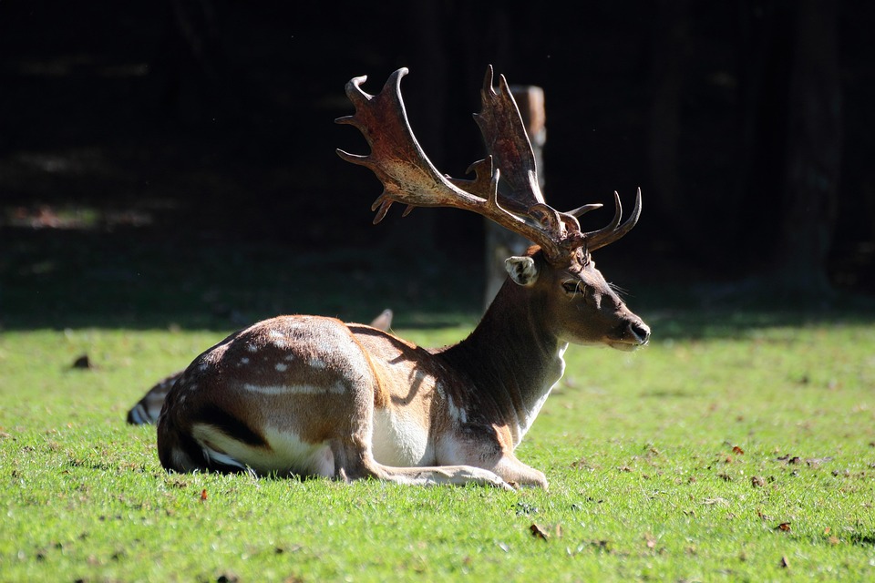 34 Führerscheine weg: Polizei schlägt hart gegen Drogen und Alkohol zu!