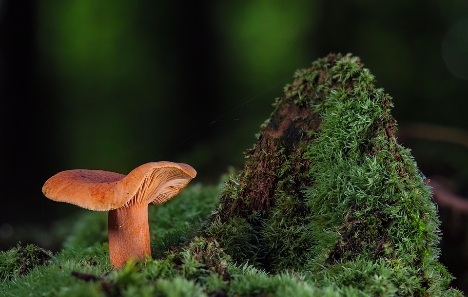 80-Jähriger durchschaut Telefonbetrug: So entkam er dem falschen Polizisten!