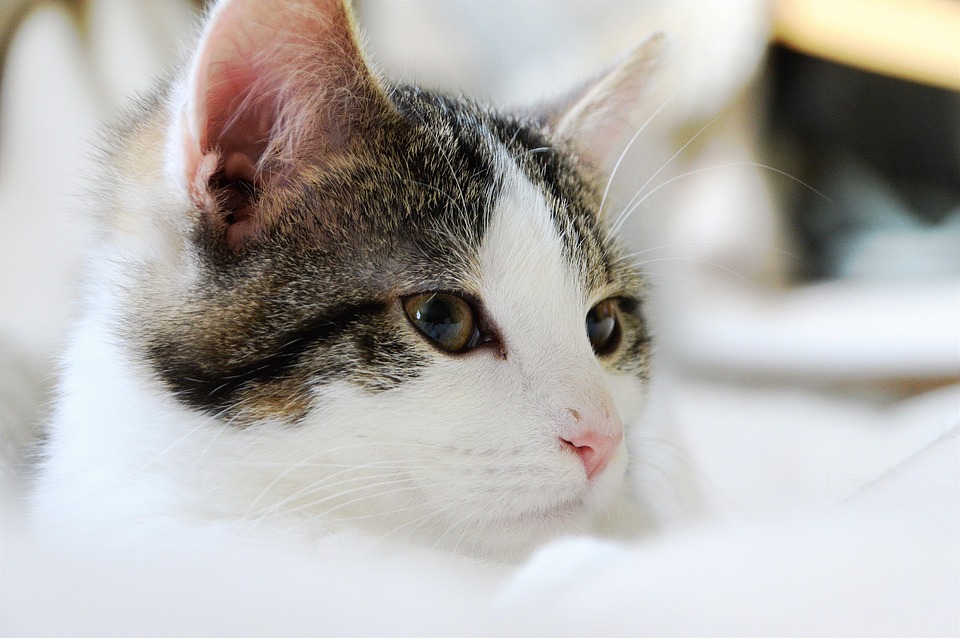 Achten Sie auf Ihren Fisch: Tipps zum verantwortungsvollen Heringsschmaus!