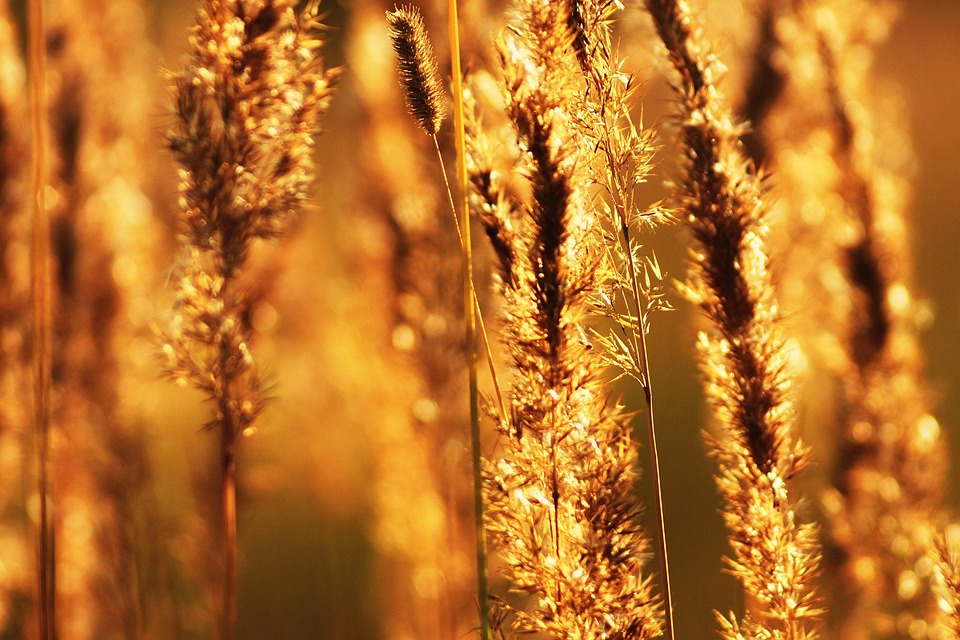 Aufregender Medaillentag: Österreichs Frauen im Skicross glänzen!