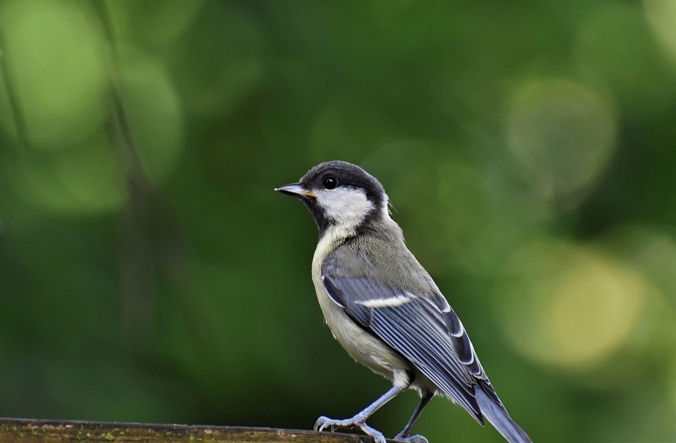 Billa warnt: „Shrinkflation“ bei beliebten Torten – So verlieren Sie Geld!