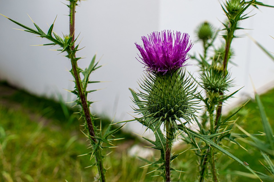Blutige Spur in Seoul: Frau verabreicht Drogen und tötet Männer!