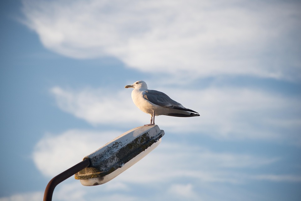 Bluttat bei Jugend-Eishockeyspiel: Drei Tote und viele Verletzte in Pawtucket
