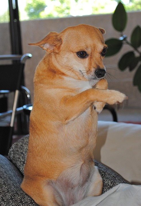 CEOs setzen trotz Konjunktursorgen auf Wachstum durch KI und Innovation