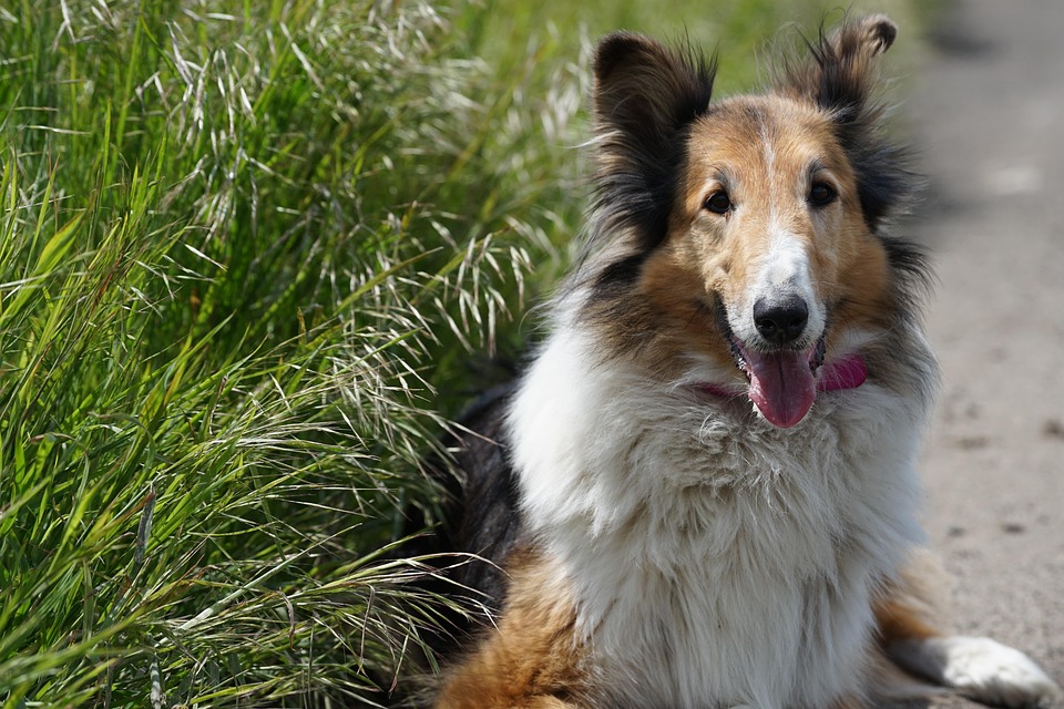 Diversity-Offensive: Briten wollen Vielfalt in Nationalparks fördern