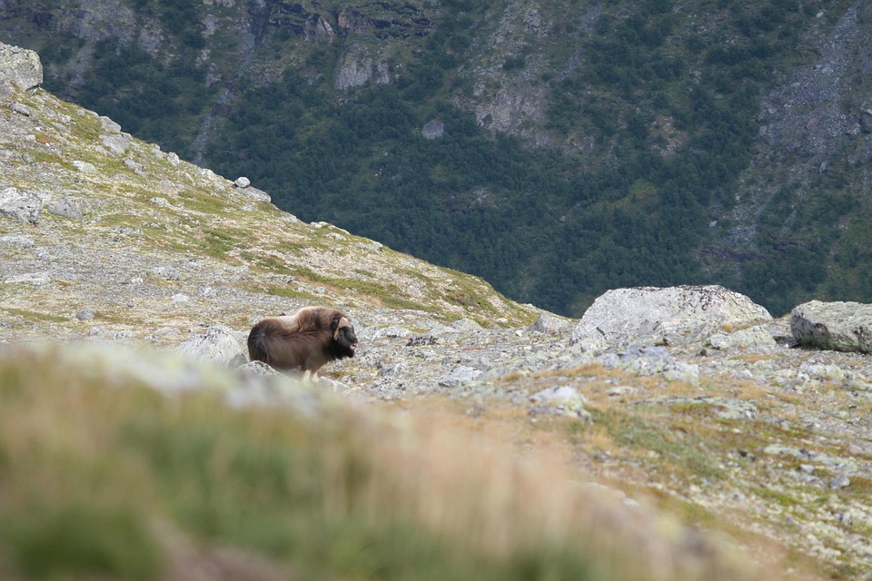 Elon Musk: X wird zur Finanzzentrale – Aktien und Krypto in Sekunden!