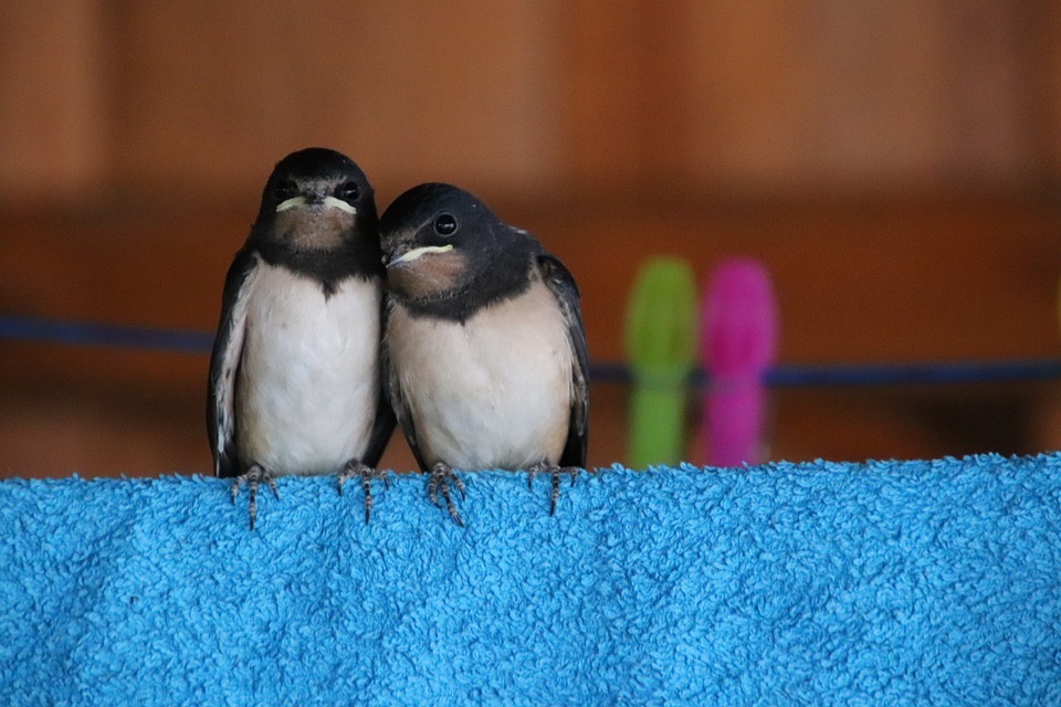 Fahrzeugbrand unter Carport in Hohenems: Anwohner reagieren schnell!