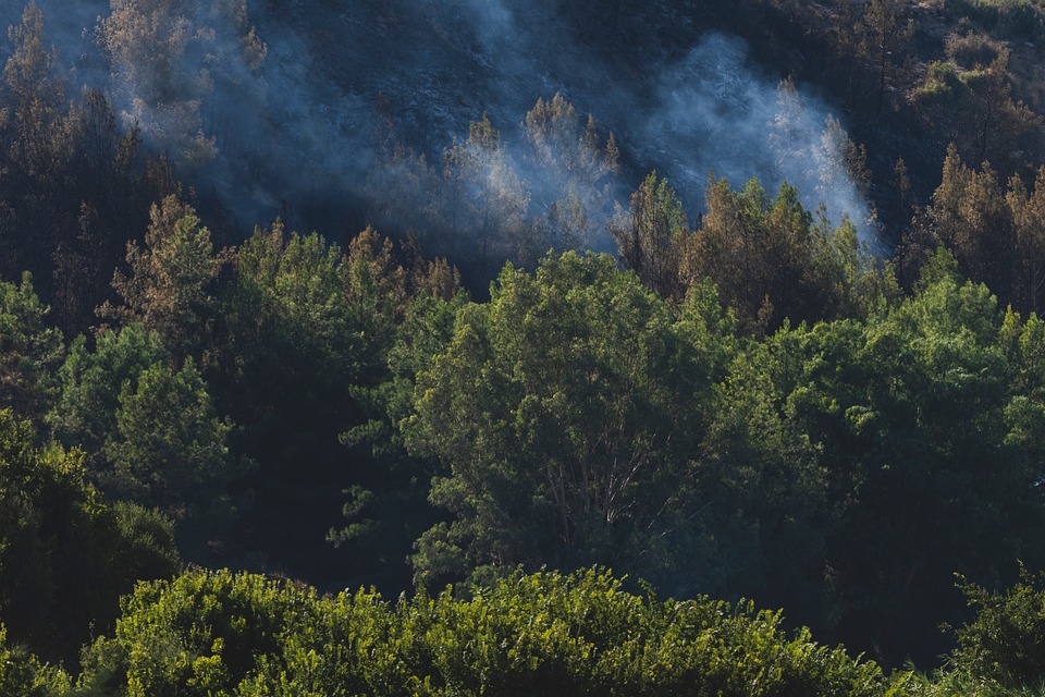 Frau stirbt bei verheerendem Brand in Dortmund-Derne – Katze gerettet!