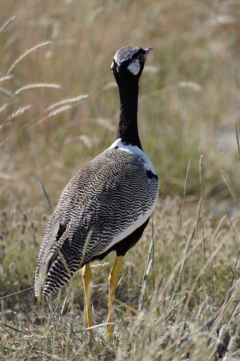 Huber und Truppe: Freundschafts-Gold im Slalom für Österreich!