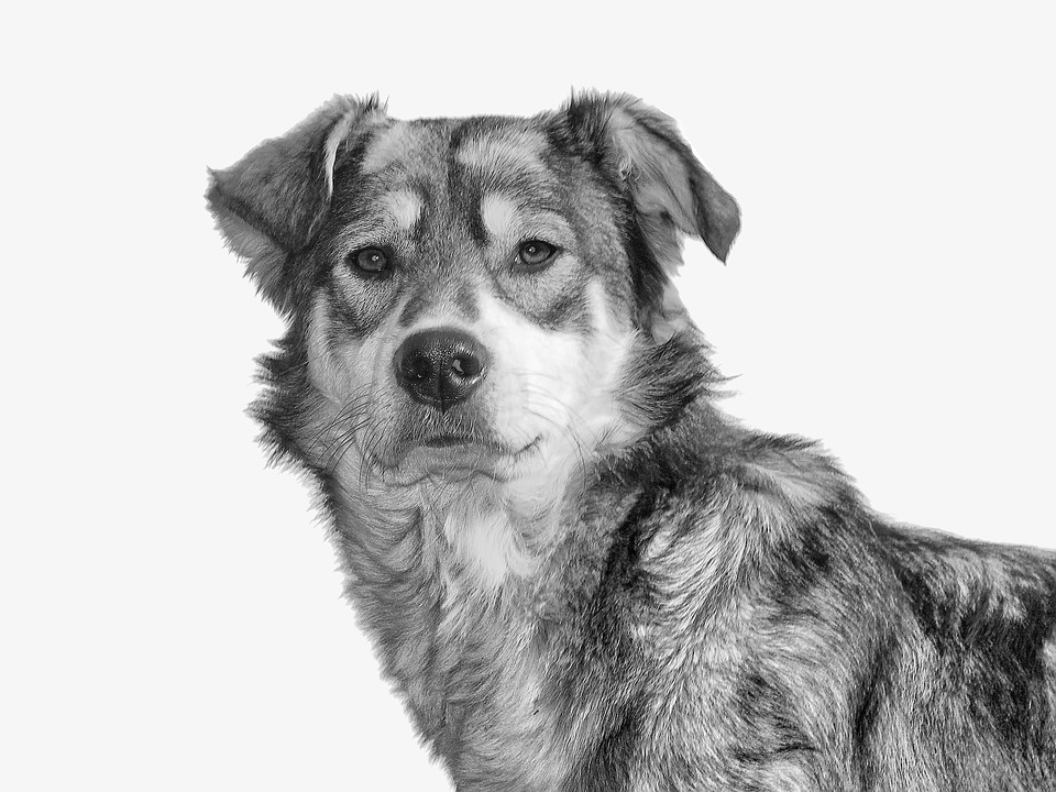 Hund gegen Anakonda: Dramatischer Kampf im Amazonas-Regenwald!