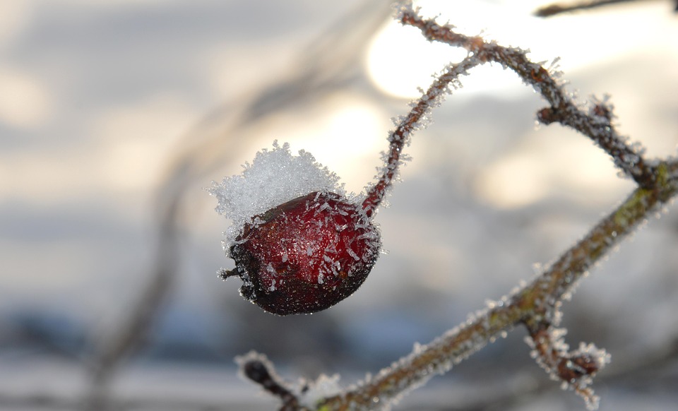 Kälte in Deutschland: Bioenergie sichert unsere Wärmeversorgung!