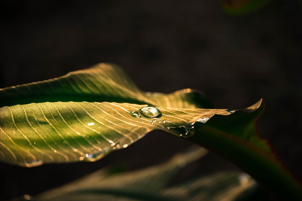 Kärntens Snowboard-Star Sabine Payer: Goldene Ehrung für Silbermedaille!