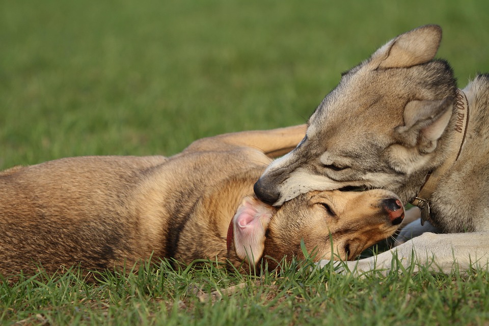 Kampf um den letzten Startplatz: Hintermann entschuldigt sich nach Aus!