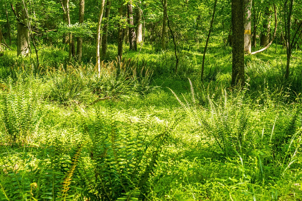 Kesseltausch 2026: Staatliche Förderungen für klimafreundliches Heizen!