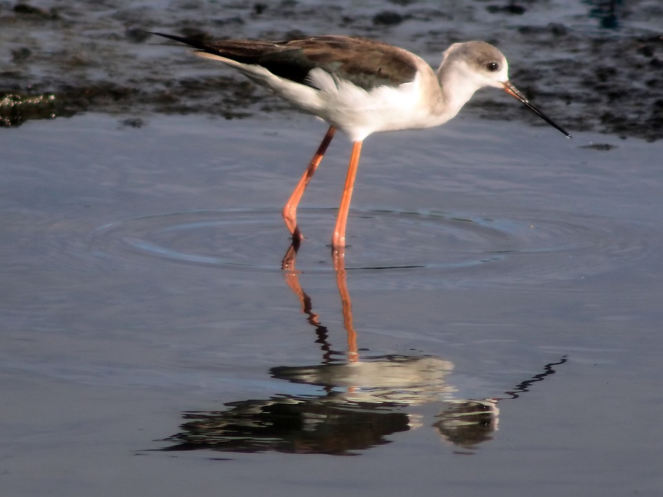 Kino-Desaster für „Melania“: Nur 193 Besucher in Österreich!