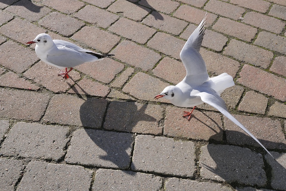Lauterbachs WHO-Anwärterschaft: Vertrauen in die Pandemiepolitik erschüttert!