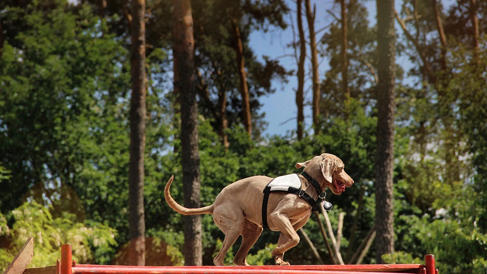 Neues Einsatzleitfahrzeug für Rettungshunde: Hochmodern und lebensrettend!