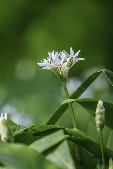 Odor verpasst Medaille im Massenstart – Wettkampf in Mailand hart umkämpft!