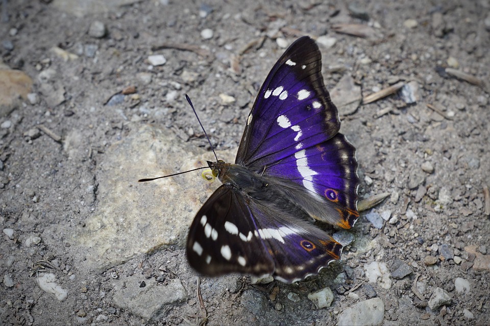 Olympia-Schock: Ilia Malinin stürzt und verpasst Medaille in Mailand!