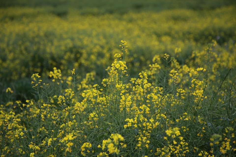 Prozessschock: Kronprinzessinnen-Sohn Høiby wegen Vergewaltigung angeklagt!