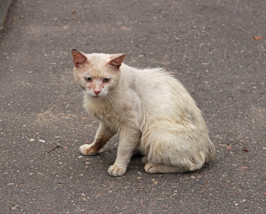 Radenthein träumt vom Comeback: Aufstieg in die 2. Liga in Sicht!