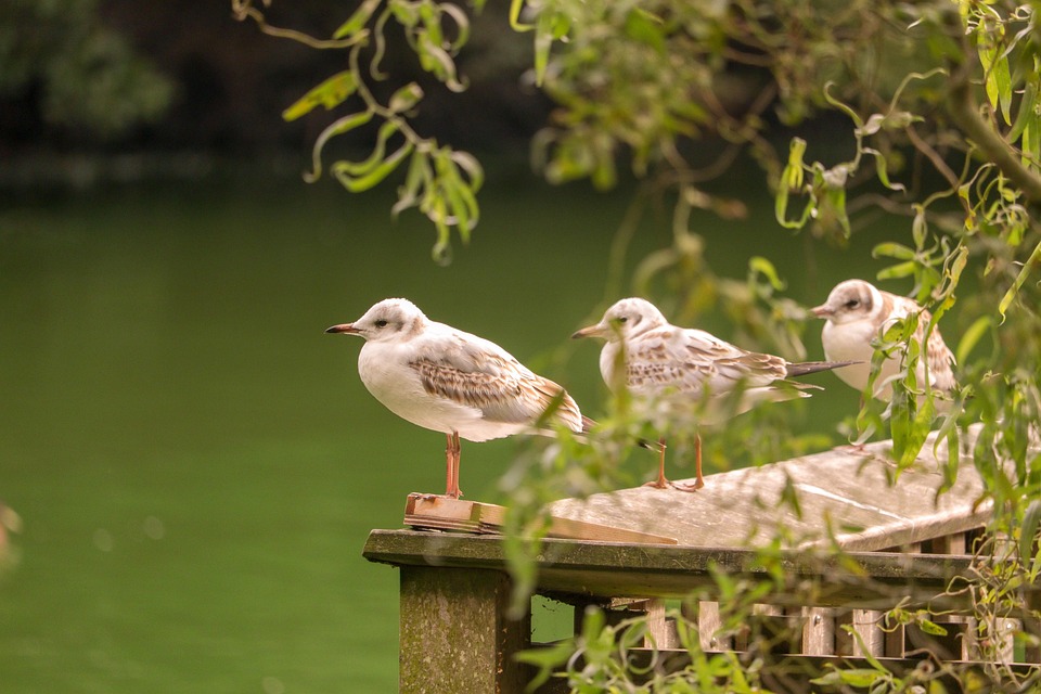 Rasante Flucht in Tirol: Drogenfahrer ohne Führerschein festgenommen!