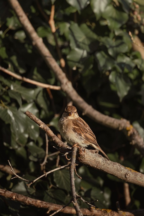 Schneechaos in Graz: Kreative Snowboard-Session auf dem Schloßberg!