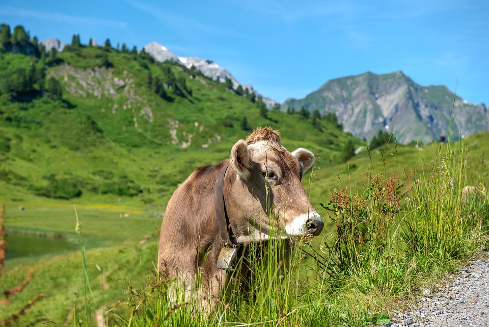 Ski-Drama in Vorarlberg: Lawine verschüttet Bergführer und Tourengeher!