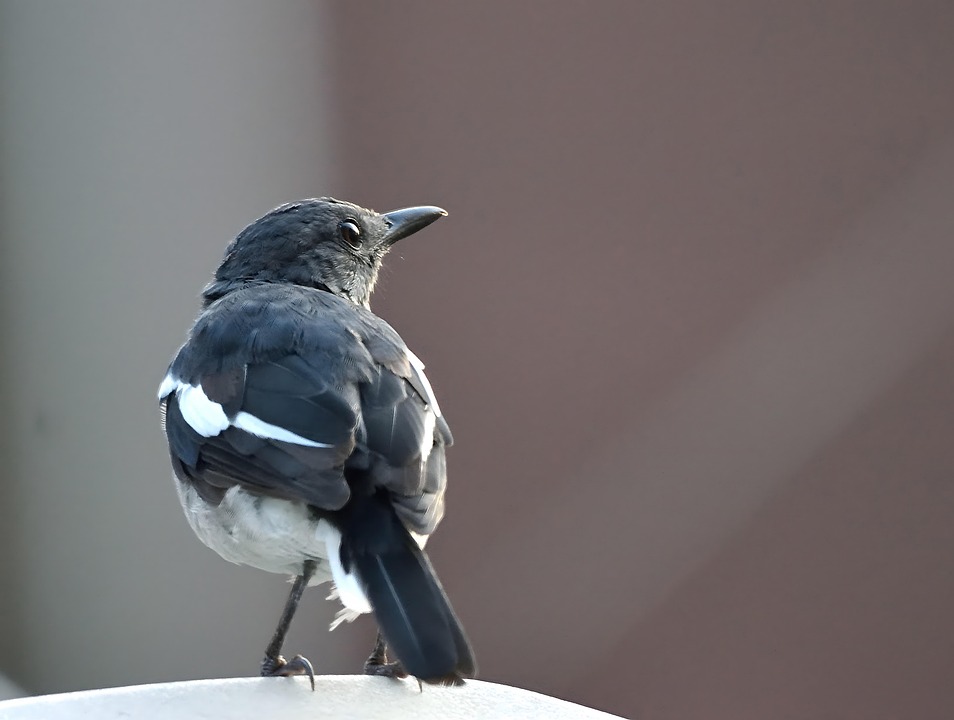 Straka überrascht bei Genesis Invitational – Klarer Cut für das Wochenende!