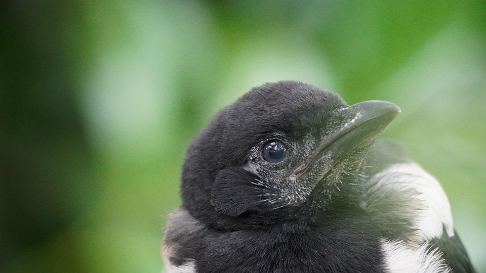 Straka überrascht mit starkem zweiten Platz am Pebble Beach!