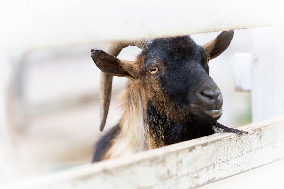 Traditionsgasthaus Pibal erhält Stadtwappen – Ein Hoch auf 50 Jahre Gastfreundschaft!