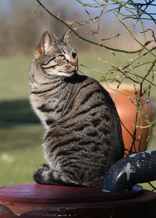 Verkehrsminister Hanke plant große ÖBB-Reform – Zukunftsorientiert und effizient!