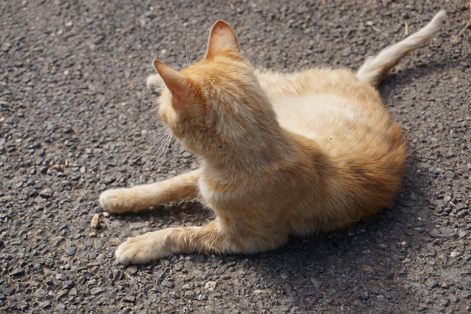 Walder warnt: „Gesundheitssystem unvorbereitet für künftige Pandemien!“