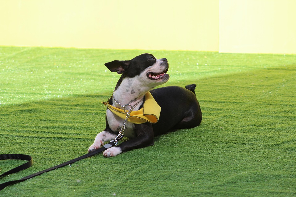 Wertschätzung zum Valentinstag: Blumen für Feuerwehrfrauen in Amstetten