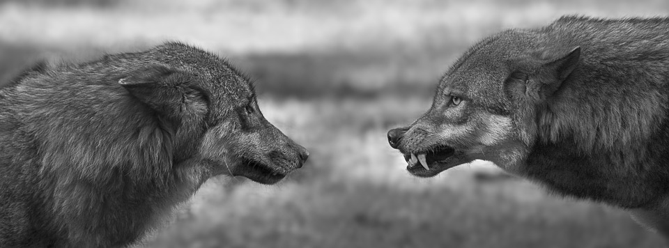 Wölfe in Kärnten: Landwirtschaft verlangt drastisches Wolfsmanagement!