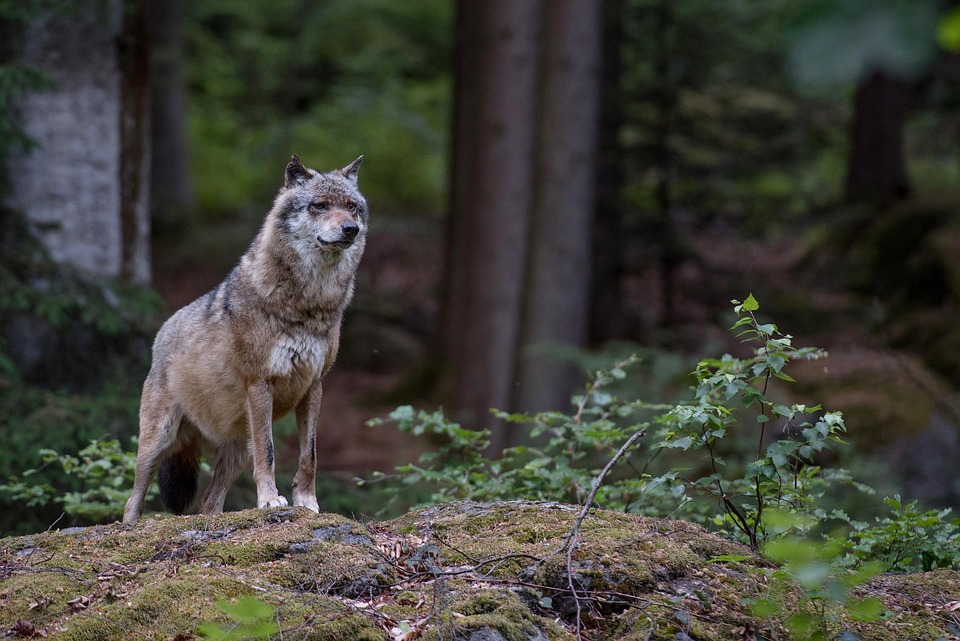Wolf zur Finanzkrise in Matrei: „Wir arbeiten für eine bessere Zukunft!“