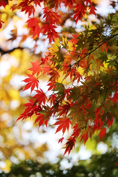 US-Streamer droht in Südkorea Gefängnis wegen beleidigendem Verhalten